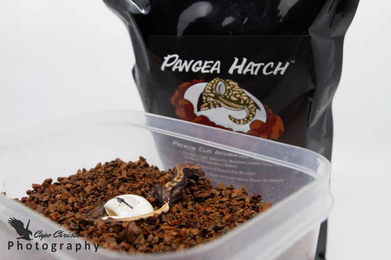 Pangea Hatch 907g