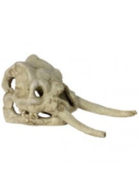 Hovedbilde DINOSAURUS SKULL