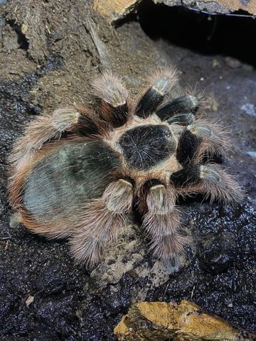 Hovedbilde Nhandu Caraponensis sub adult hunn