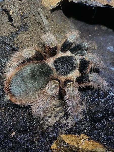 Nhandu Caraponensis sub adult hunn