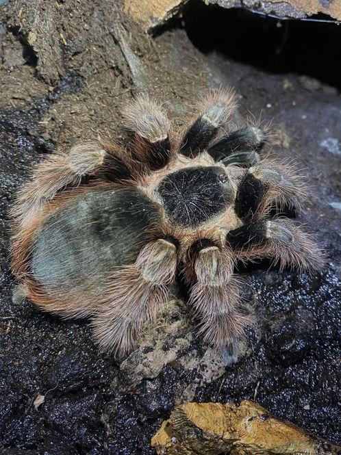 Hovedbilde Nhandu Caraponensis sub adult hunn