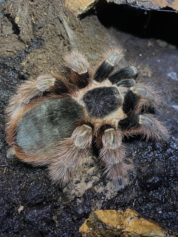 Nhandu Caraponensis sub adult hunn