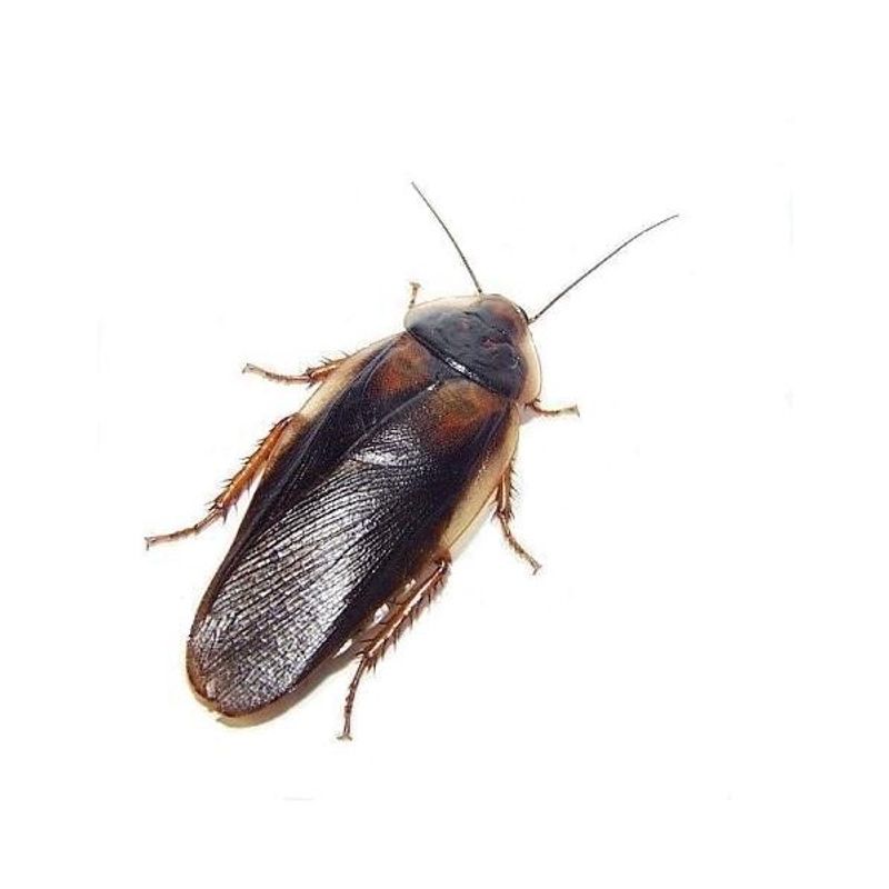 Dubia voksen 75g  /MÅ HENTES