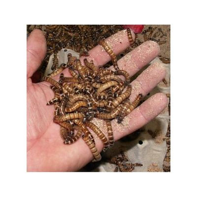 Hovedbilde Zophobas 250g/ MÅ HENTES