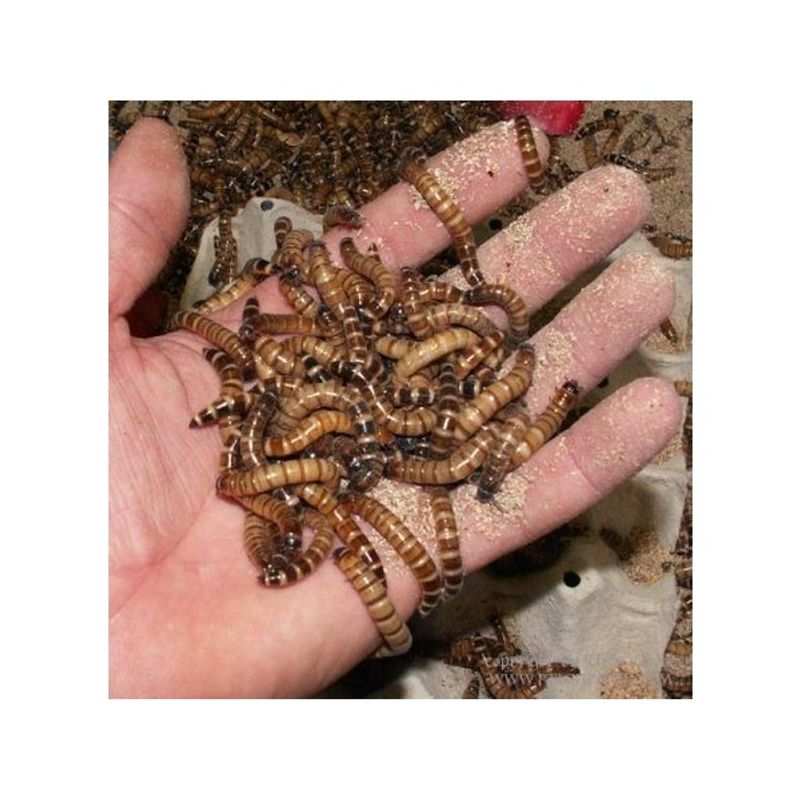 Zophobas 250g/ MÅ HENTES