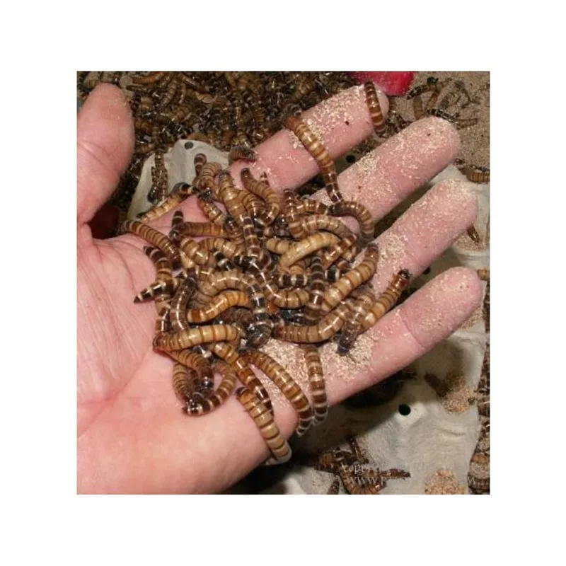 Zophobas 250g/ MÅ HENTES