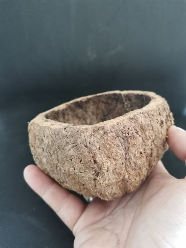 Paranøtt skall 8-10 cm