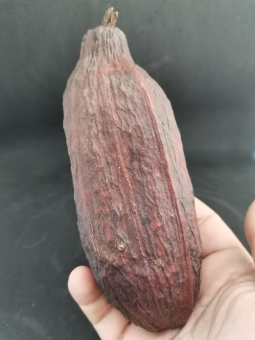 Hovedbilde Brunt kakaonøtt skall 12-18cm