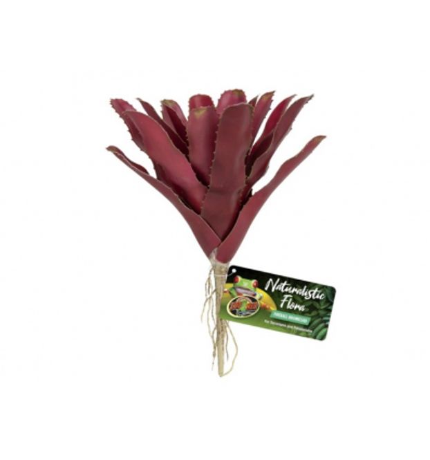 Hovedbilde Zoomed Fireball Bromelia