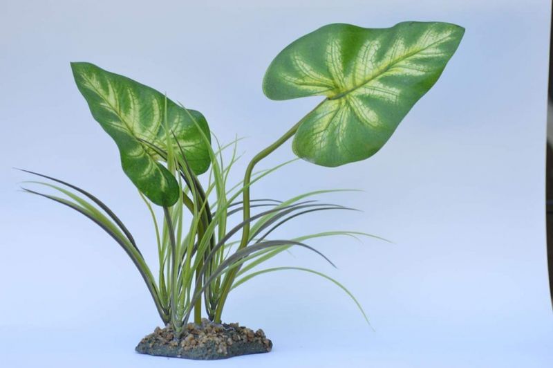 Komodo Broadleaf canopy