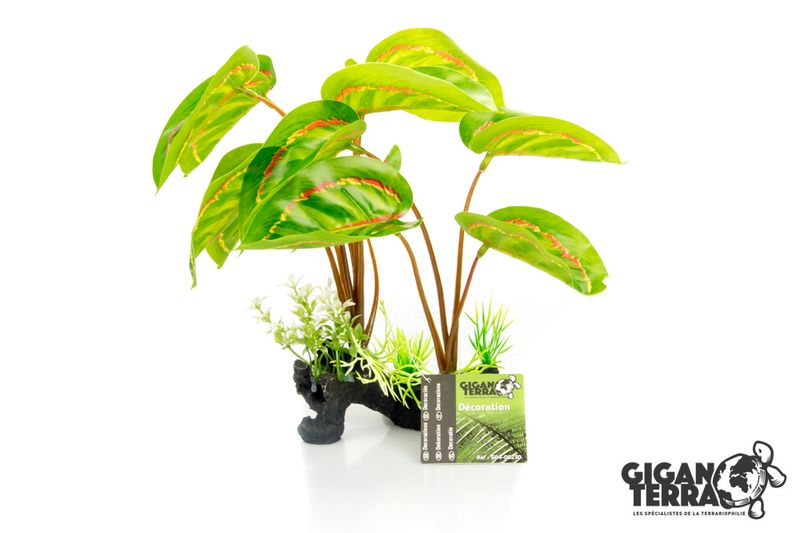 Marantha Leuconeura 30cm - 00230