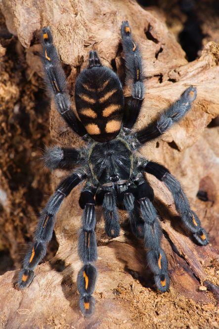 Hovedbilde Psalmopheus irminia  /Sun tiger ca 7cm, med lite ...