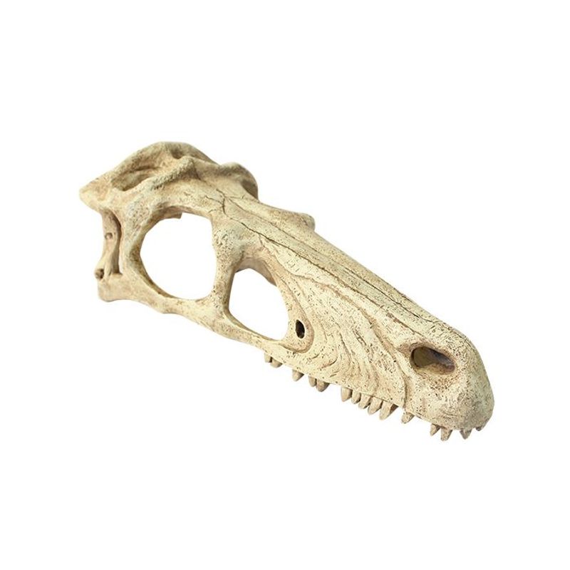 Komodo raptor skull L