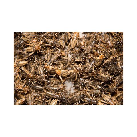 Hovedbilde Sirriser S ca 25-30stk