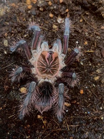 Hovedbilde Pamphobeteus  Platyomma Sub adult hunn