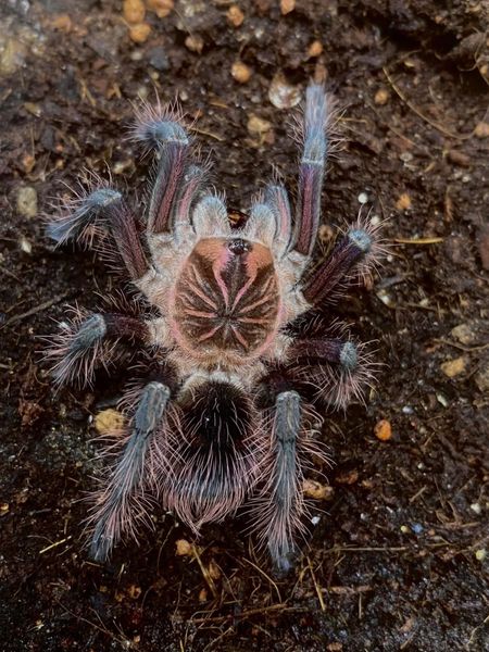 Pamphobeteus  Platyomma Sub adult hunn