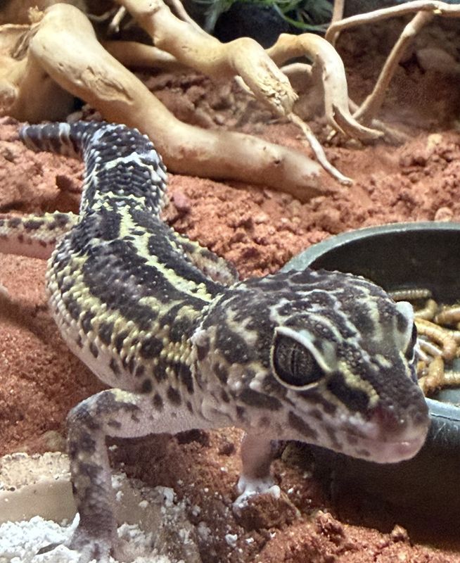 Leopard gekko Mack snow black night - 2025