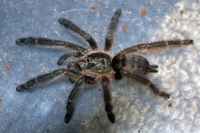 Hovedbilde Tapinauchenius sp Tena voksen -hunn