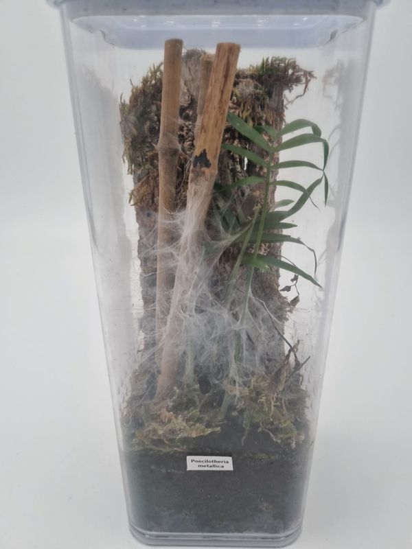 POECILOTHERIA METALLICA  ukjønnet 5 cm 