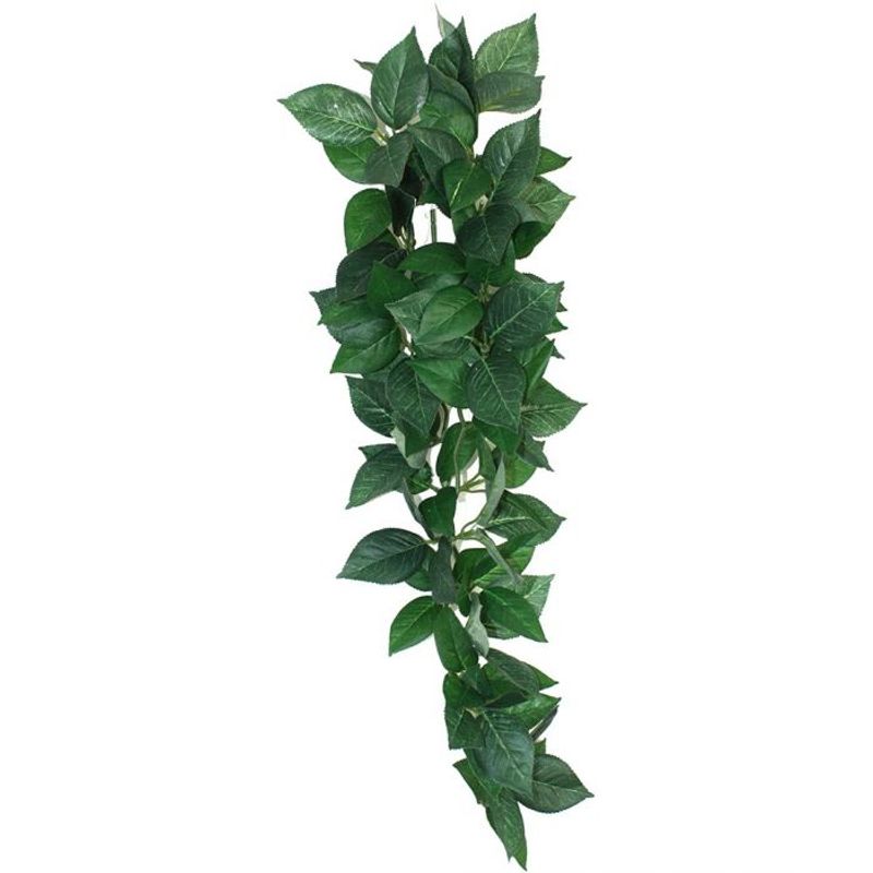 Komodo sumatra hanging plant S