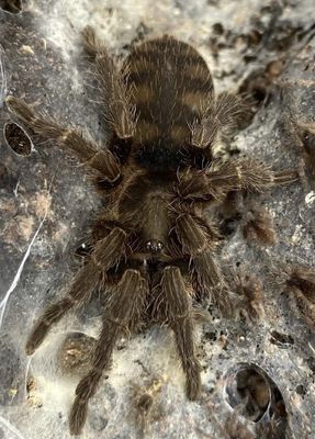 Hovedbilde Guyruita cerrado sub adult hunn