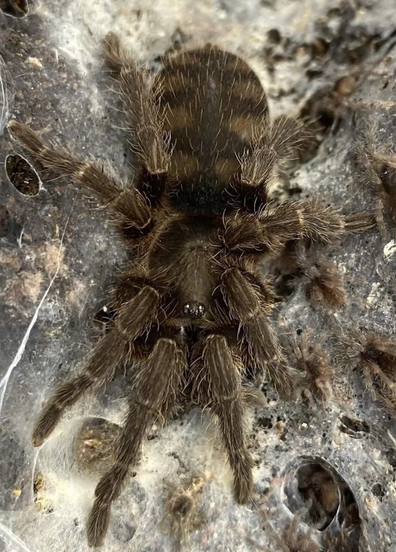 Guyruita cerrado sub adult hunn