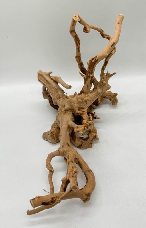 Desert root S 