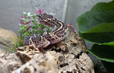 Hovedbilde Leopard gekko Mack snow black night - 2025