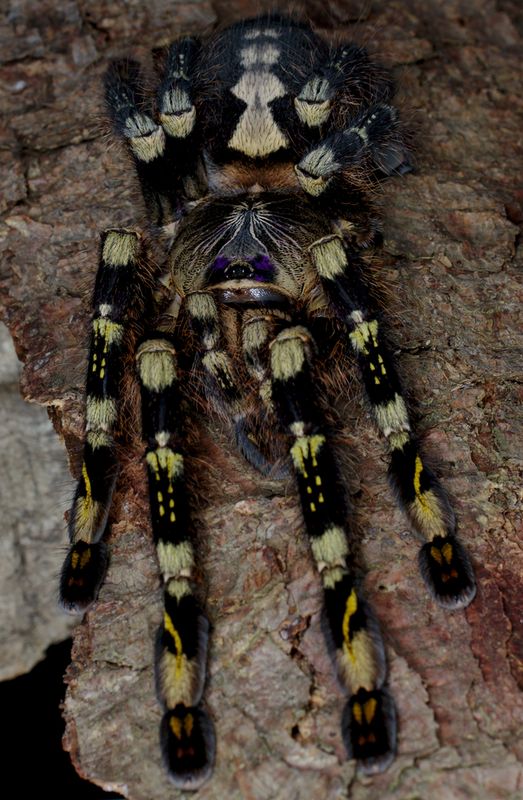 Poecilotheria subfusca 