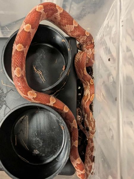 Kornsnok Hypo Motley 2025 