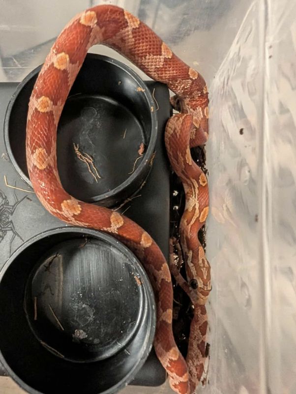 Kornsnok Hypo Motley 2025 