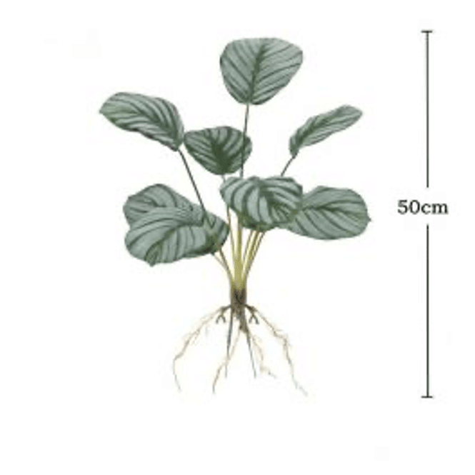 Hovedbilde Repti plant 5 50cm