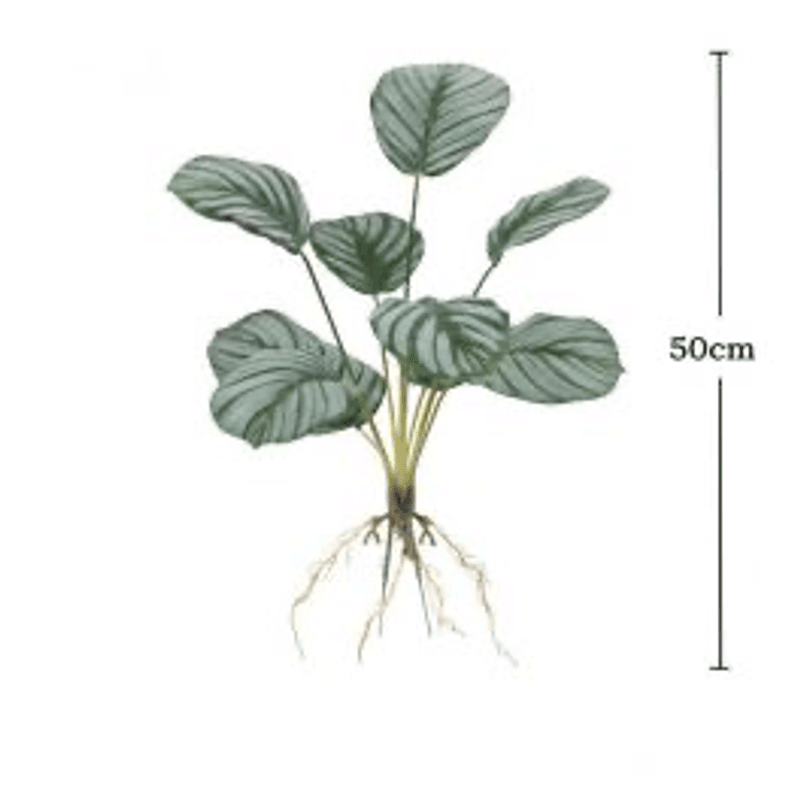 Repti plant 5 50cm
