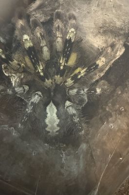 Hovedbilde Poecilotheria fasciata sub adult hunn