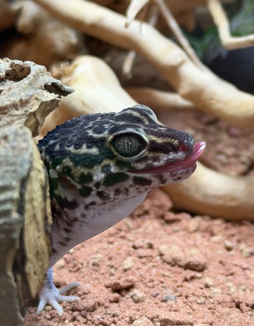 Hovedbilde Leopard gekko Mack snow black night - 2025