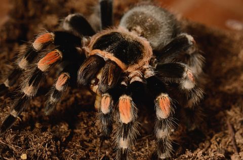 Hovedbilde Brachypelma smithi Mexican Orange Knee  PAR/ sub ...