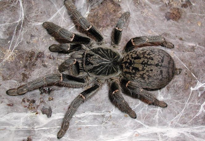Hovedbilde Pterinochilus chordatus /Kilimanjaro Mustard ...