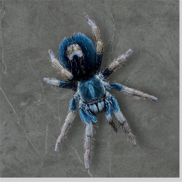 Cyriocosmus aueri 0.1 sub adult Hunn