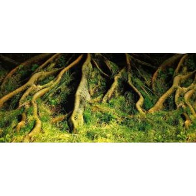 Hovedbilde Reptiles planet Amazon bakgrunn 40cm høy - 10cm