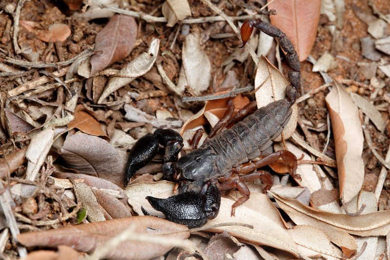 Opisthacanthus asper