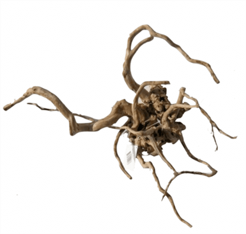Desert root S 