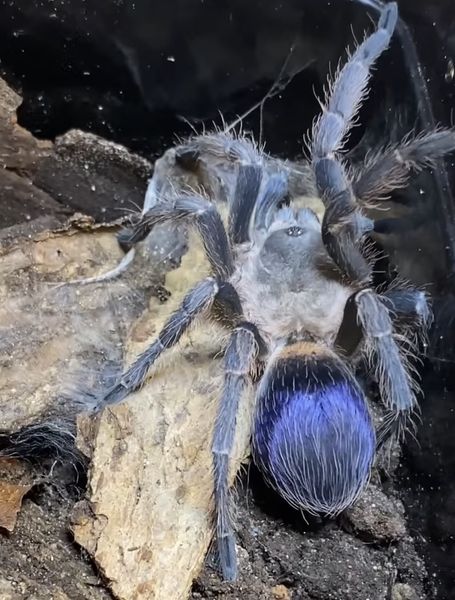 Pseudohapalopus sp. Blue Subadult hunn
