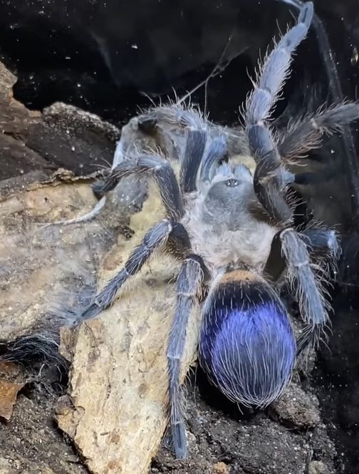 Hovedbilde Pseudohapalopus sp. Blue Subadult hunn