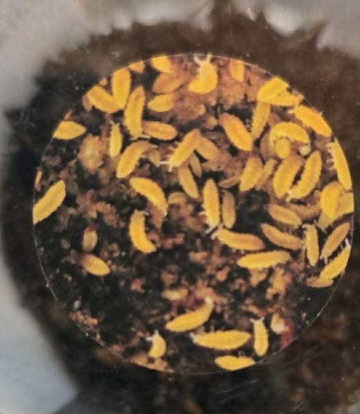 Oransje spretthaler kultur