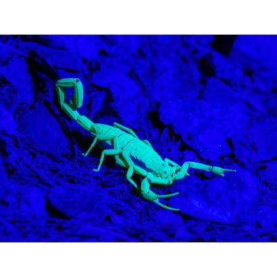 Hovedbilde ZooMed Creatures Led Black Light