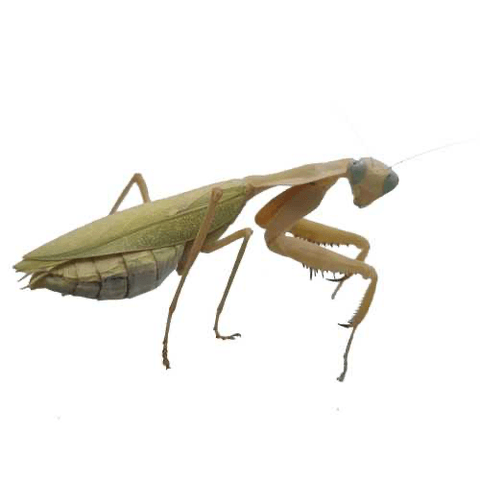 Hovedbilde Rhombodera kirbyi