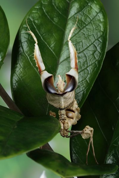 Idolomantis diabolica -Devil flower 