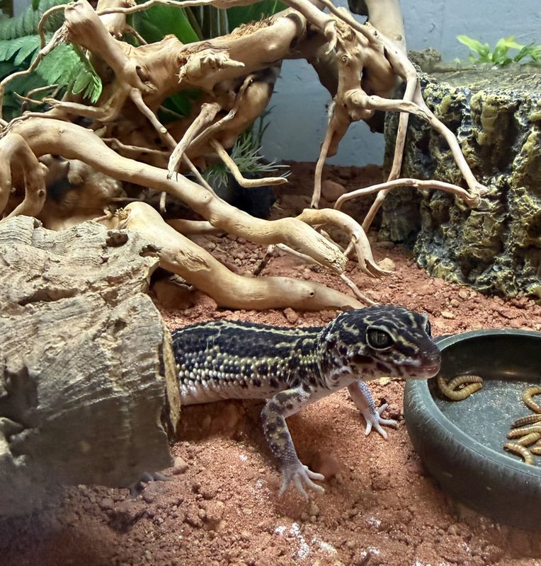 Leopard gekko Mack snow black night - 2025