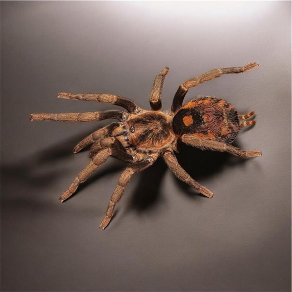 Hapalopus sp. “Guerilla” FIRE RED PUMPKIN sub adult Hunn