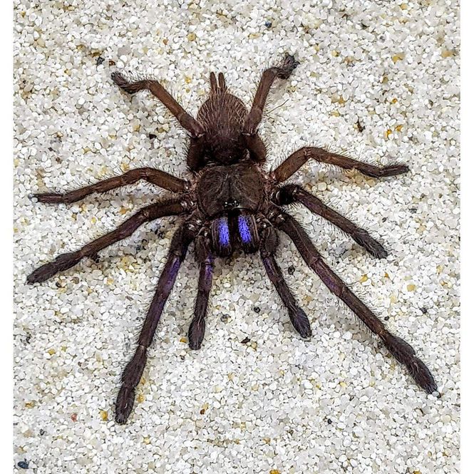 Hovedbilde chilobrachys dyscolus blue -voksen Hunn